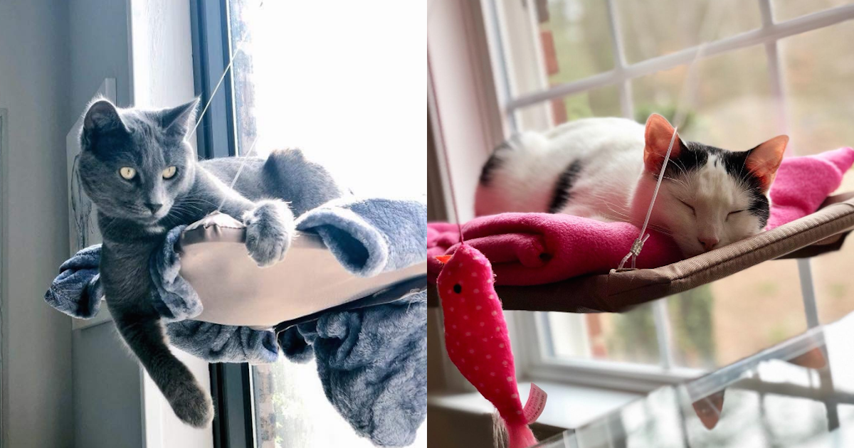 best cat hammock