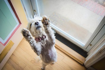 犬の足って アレの匂いがする