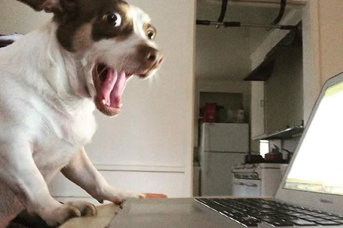 愛情を素直に受け入れられない犬が ネットから愛されすぎ