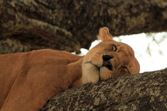 27 Photos Of Sleeping Animals Because We've All Had A Long And Exhausting  Week