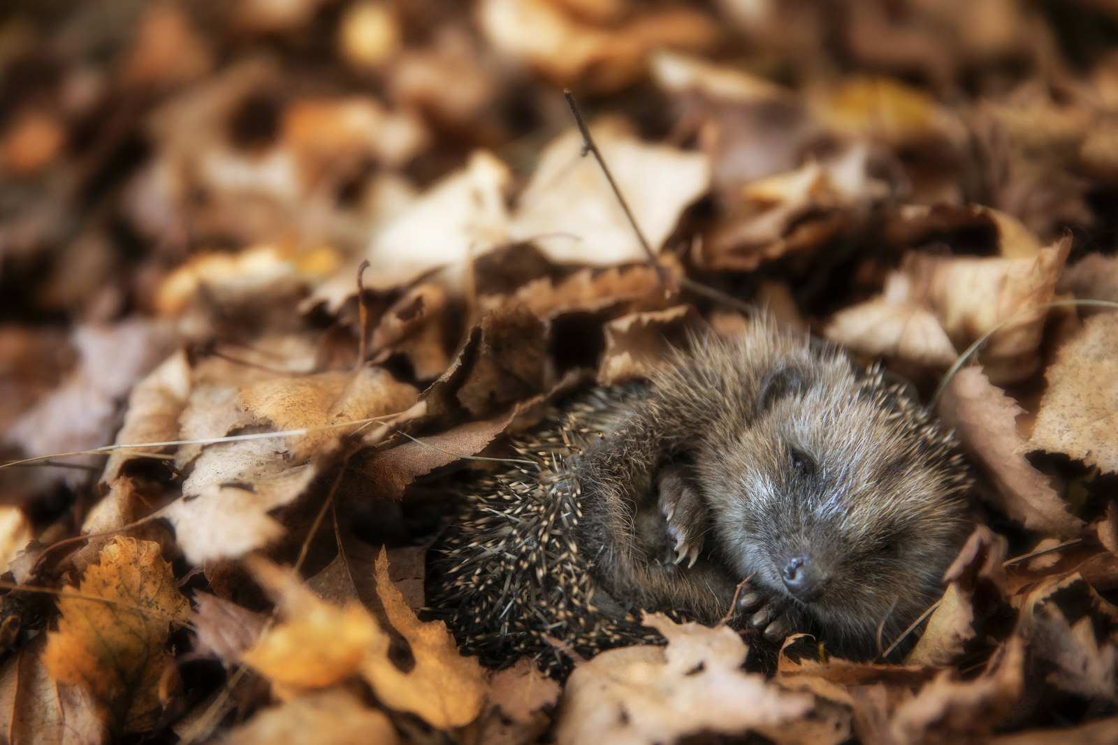 27 Photos Of Sleeping Animals Because We\'ve All Had A Long And ...