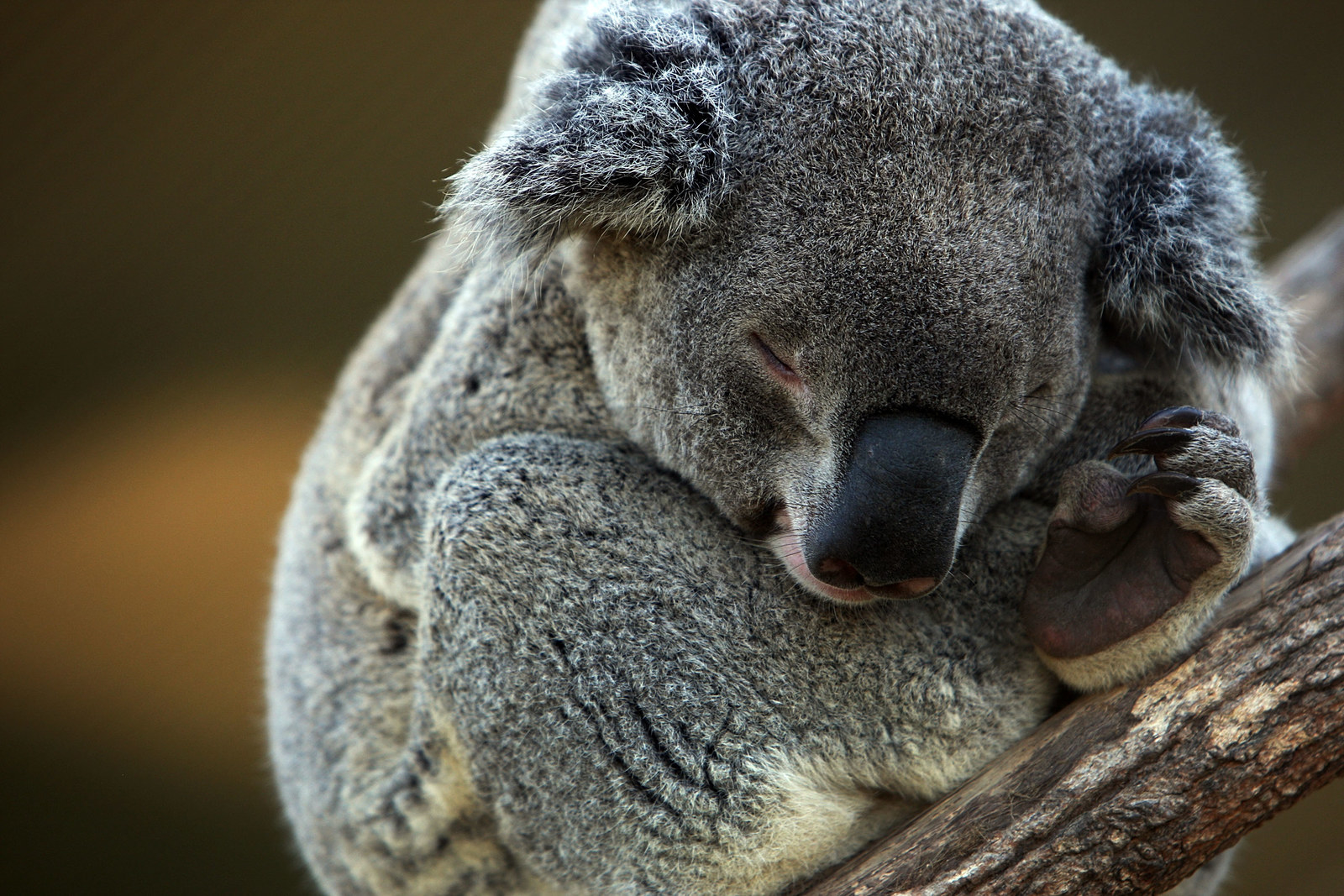 Сколько спят коалы. Коала. Спящие животные. Коала с детенышем.