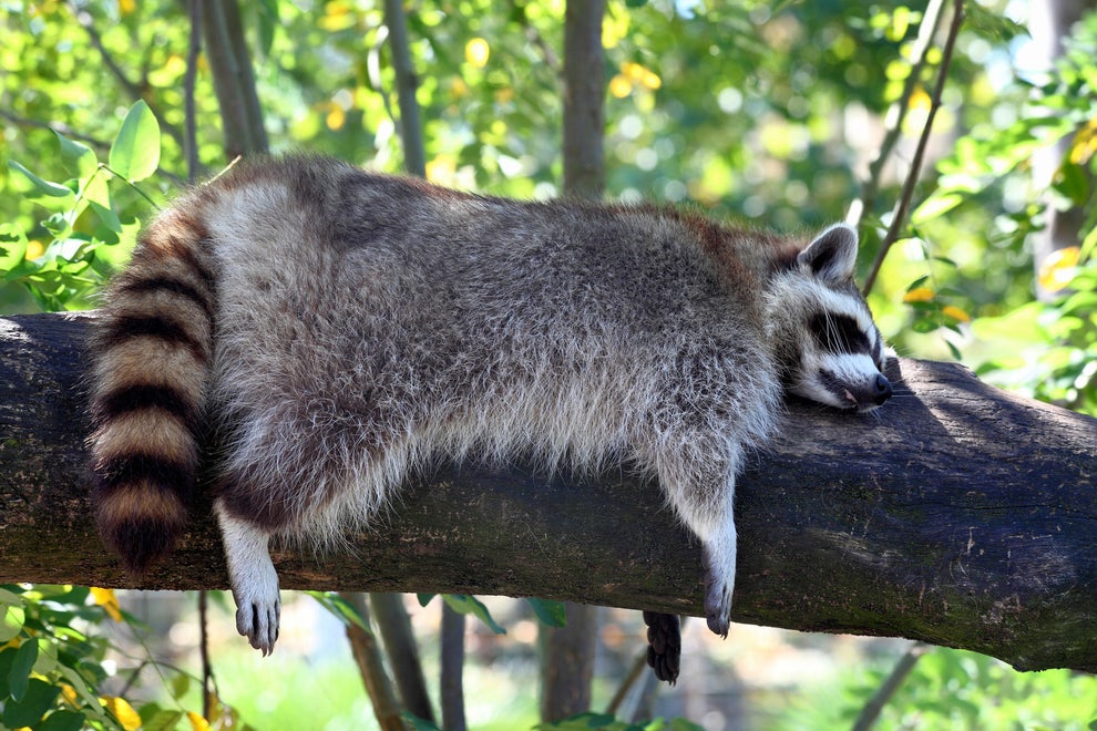 27 Photos Of Sleeping Animals Because We've All Had A Long And Exhausting  Week