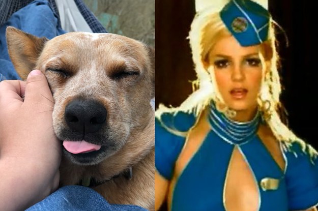 Dog Goes Viral for Howling Britney Spears's Toxic