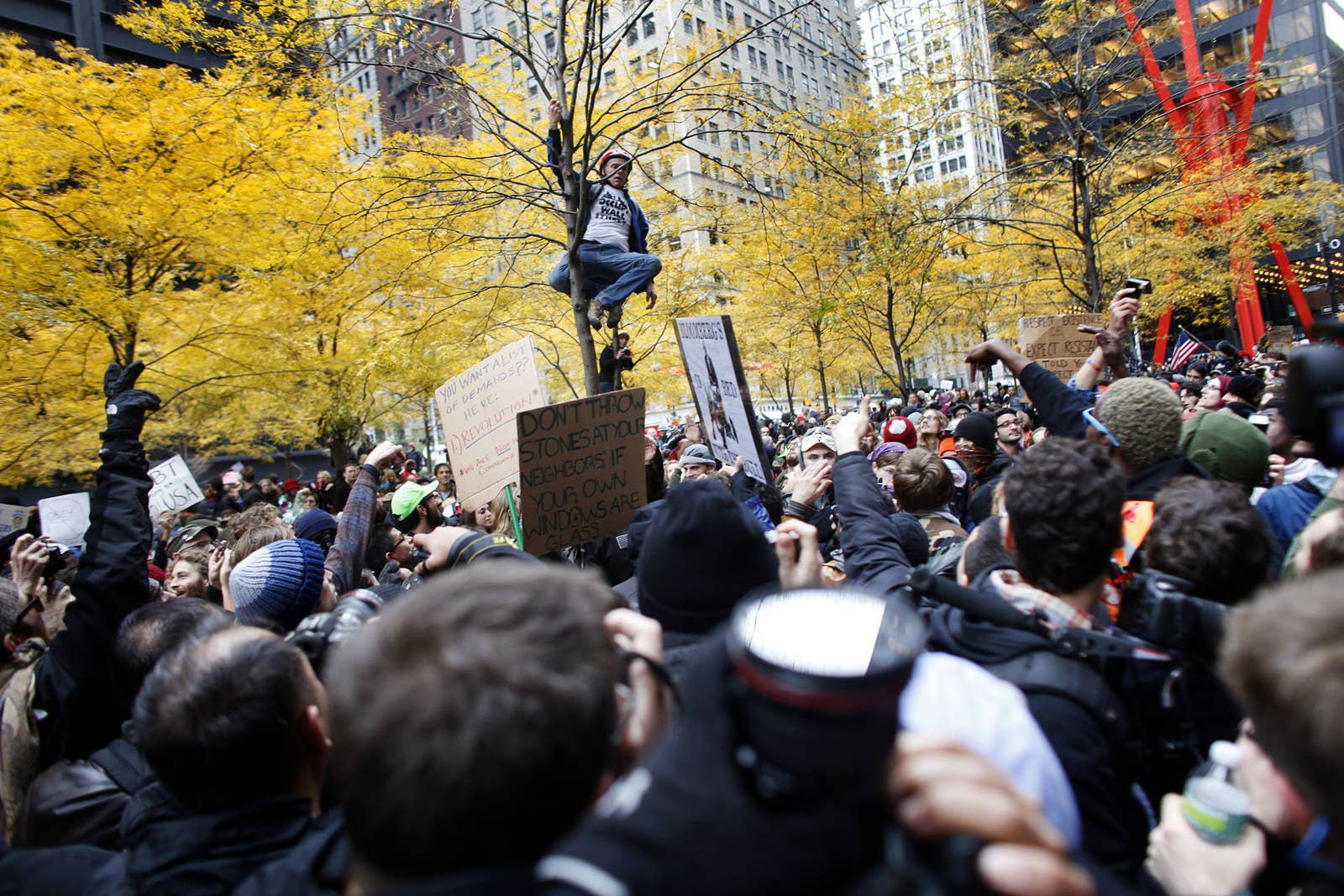 A protester climbs a tree in Zuccotti Park on Nov. 17, 2011.