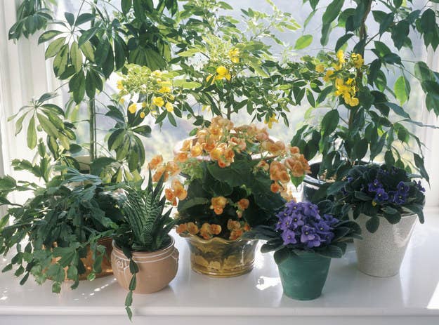 Go Shopping For Plants And We Ll Reveal If You Re A Good Plant Parent