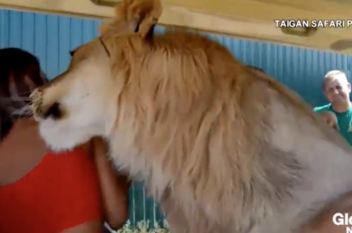 車に飛び乗り みんなにハグするライオン出現 8月には手を噛まれるアクシデントも
