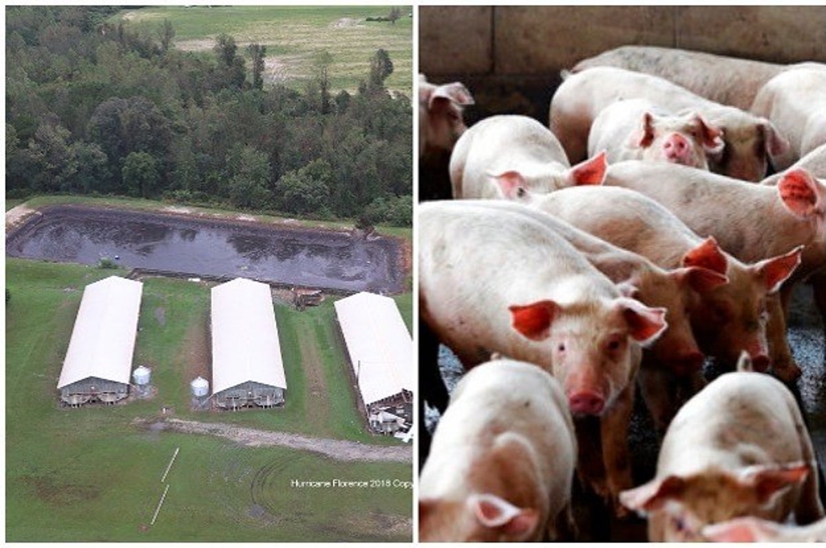 Sampson County Hog Farms