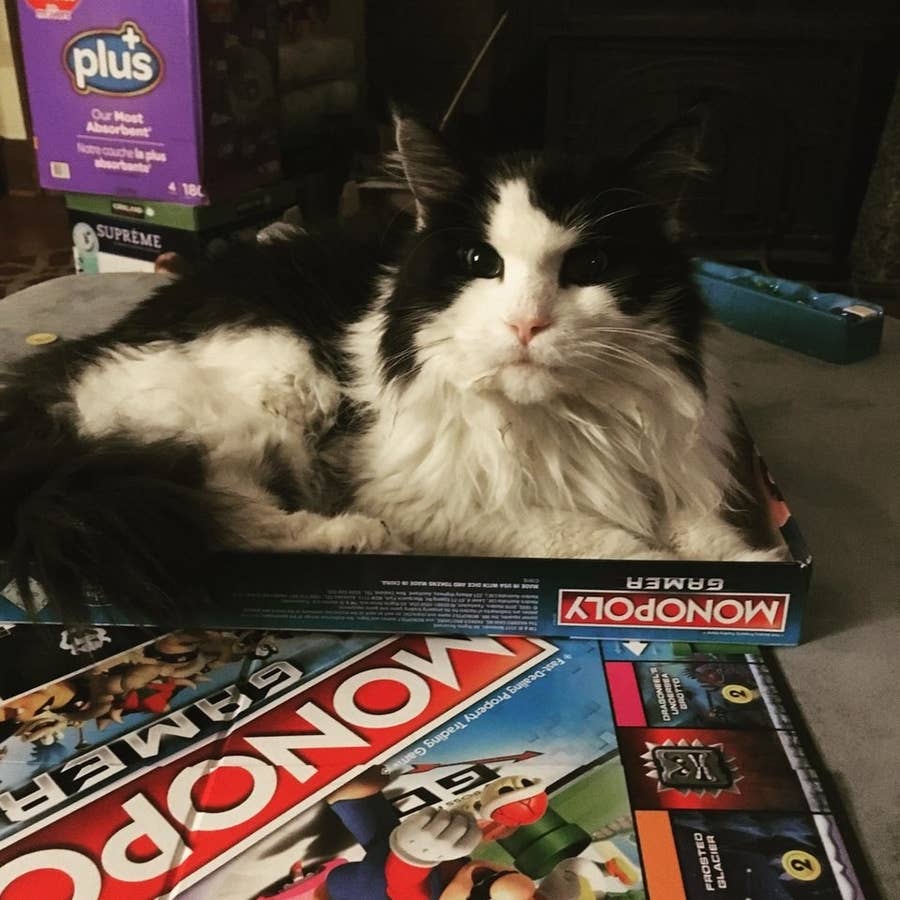 17 Cats Who Are Strong Believers In If I Fits I Sits Another reason why cats love curling up in small and tiny places, is that it helps them preserve their body heat. strong believers in if i fits i sits