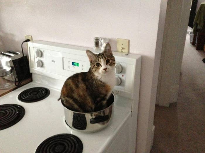 17 Cats Who Are Strong Believers In If I Fits I Sits