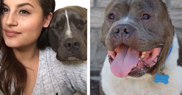 This Woman’s House Is Swarmed With Pit Bulls And It’ll Make Your Day