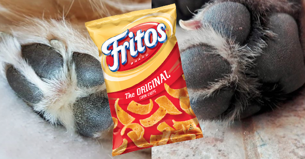 Why Do Your Dog's Feet Always Smell Like Fritos?