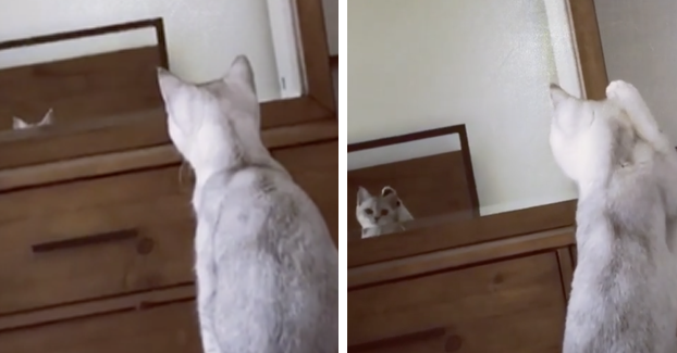 This Cat Discovering It Has Ears Will Make You Say, 