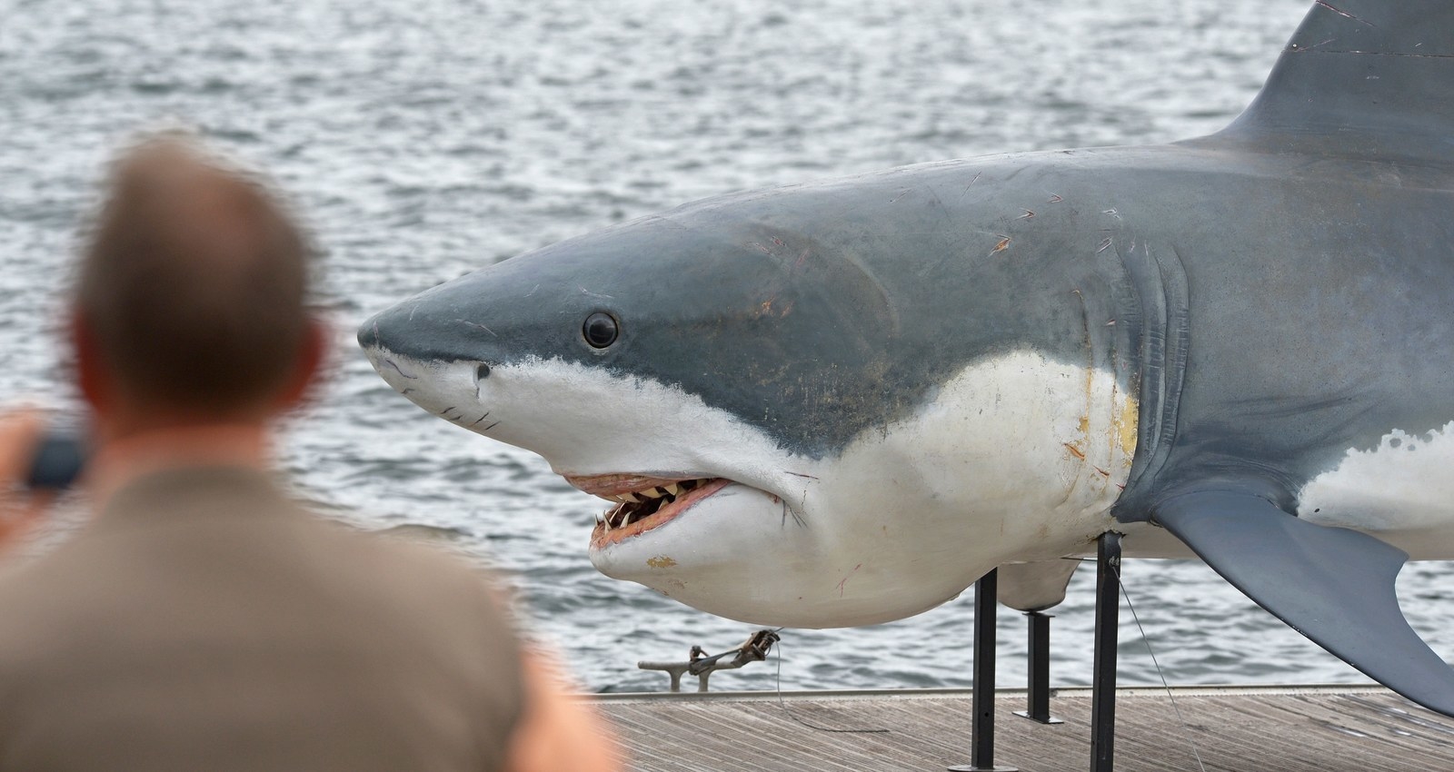 Australia Keeps Killing Sharks To Stop Them Attacking Humans, But It's