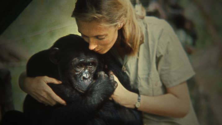 Este documental con imágenes exclusivas arroja luz sobre los comienzos de la investigadora Jane Goodall, considerada a día de hoy la mayor experta en chimpancés, y conocida por su estudio de cincuenta y cinco años sobre las interacciones sociales y familiares de los chimpancés salvajes en el Parque Nacional Gombe Stream en Tanzania.