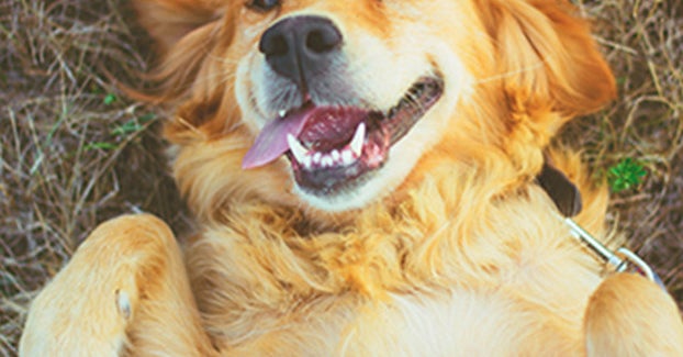 Boop The Dog Mac OS Boop The Dog Mac OS