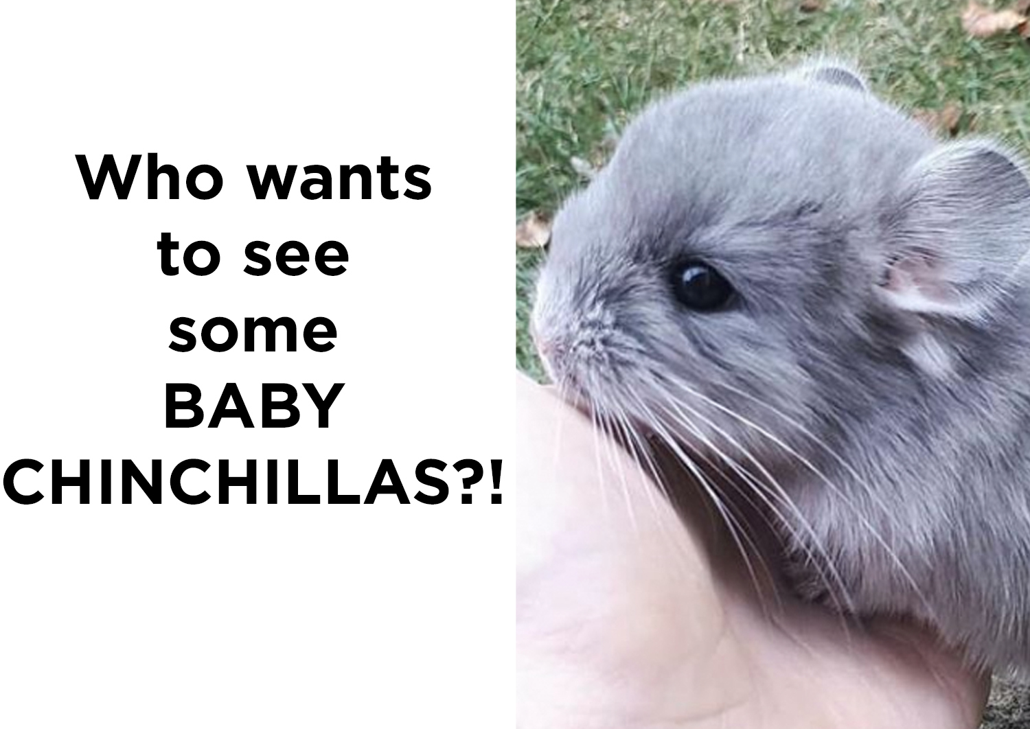 baby chinchilla