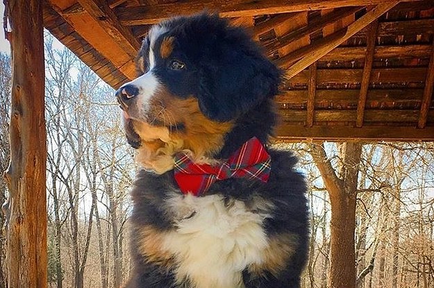 15 Reasons Why Bernese Mountain Dogs Are The Ideal Pets