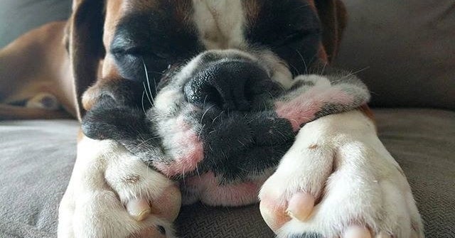 15 Reasons That Prove You Should Adopt a Boxer Dog