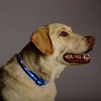 dog with glowing blue collar 