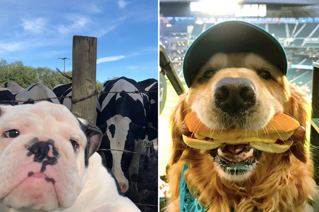 Here Are The Very Best Doggo Posts From This WHOLE MONTH!!!