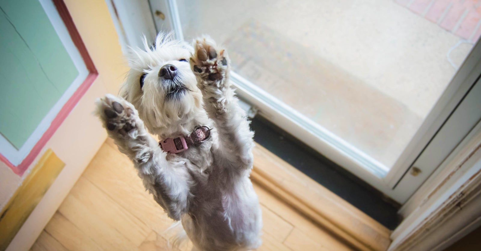 犬の足って アレの匂いがする