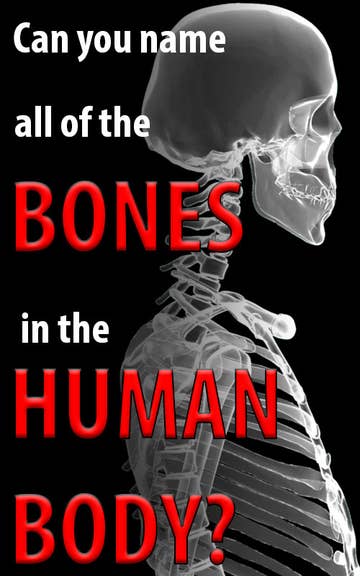 Can You Name All Of The Bones In The Human Body?