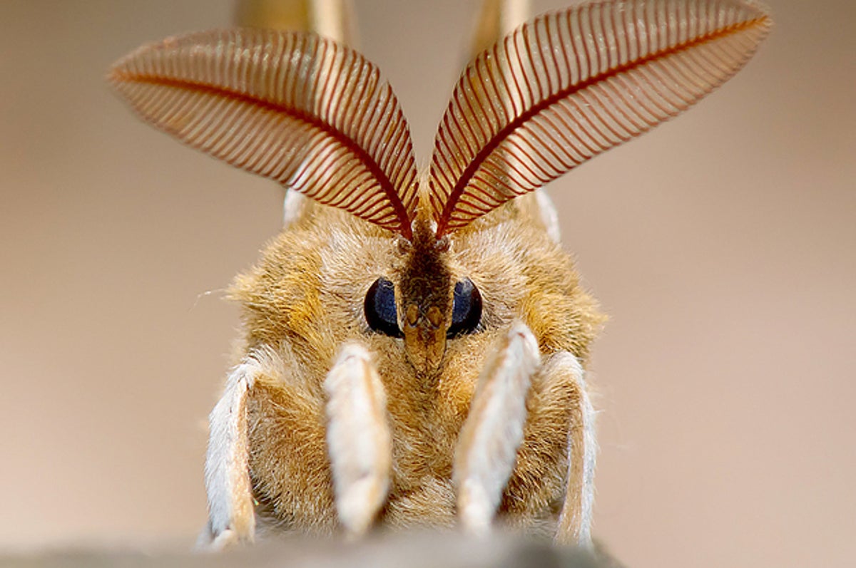 turns-out-moths-are-hella-cute-up-close-