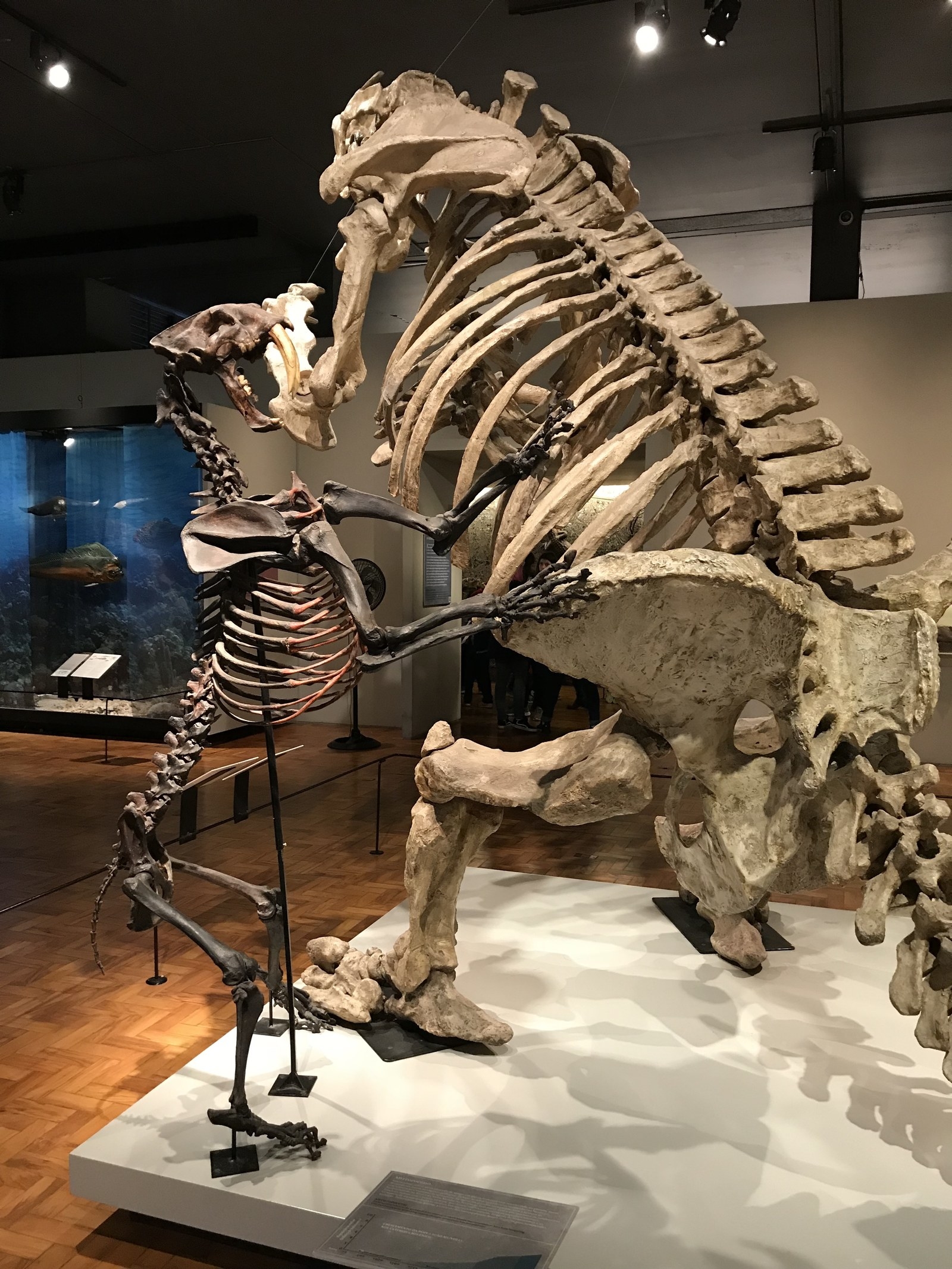 Réplica Tigre Dentes De Sabre e Preguiça Gigante