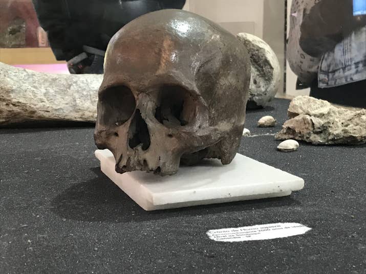 Crânio de Homo Sapiens de aproximadamente 2000 anos, encontrado na região da Cananéia/SP.