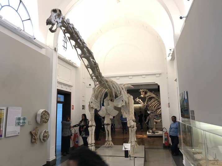 Réplica Tapuiassauro: Viveu há 160 milhões de anos (Cretáceo) e seus fósseis foram encontrados no norte de Minas Gerais.