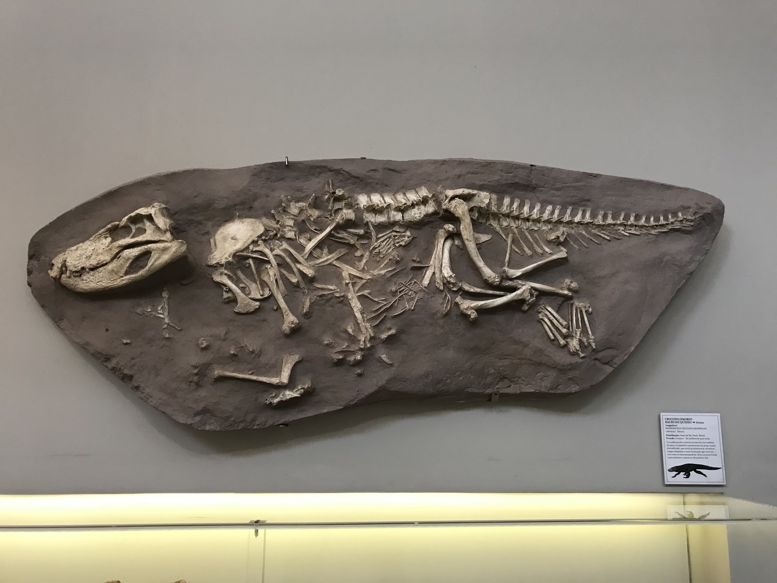 Crocodilomorfo: espécie extinta encontrada na zona oeste de São Paulo que viveu há 80 milhões de anos, no período cretáceo.