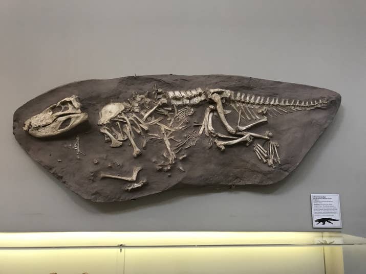Crocodilomorfo: espécie extinta encontrada na zona oeste de São Paulo que viveu há 80 milhões de anos, no período cretáceo.