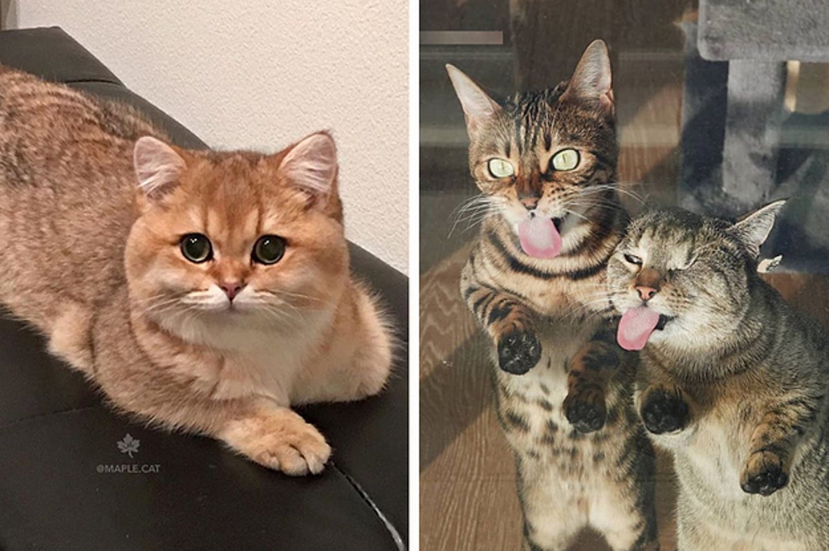 18 Reasons Why Cats Are The Only Pet You Should Ever Have