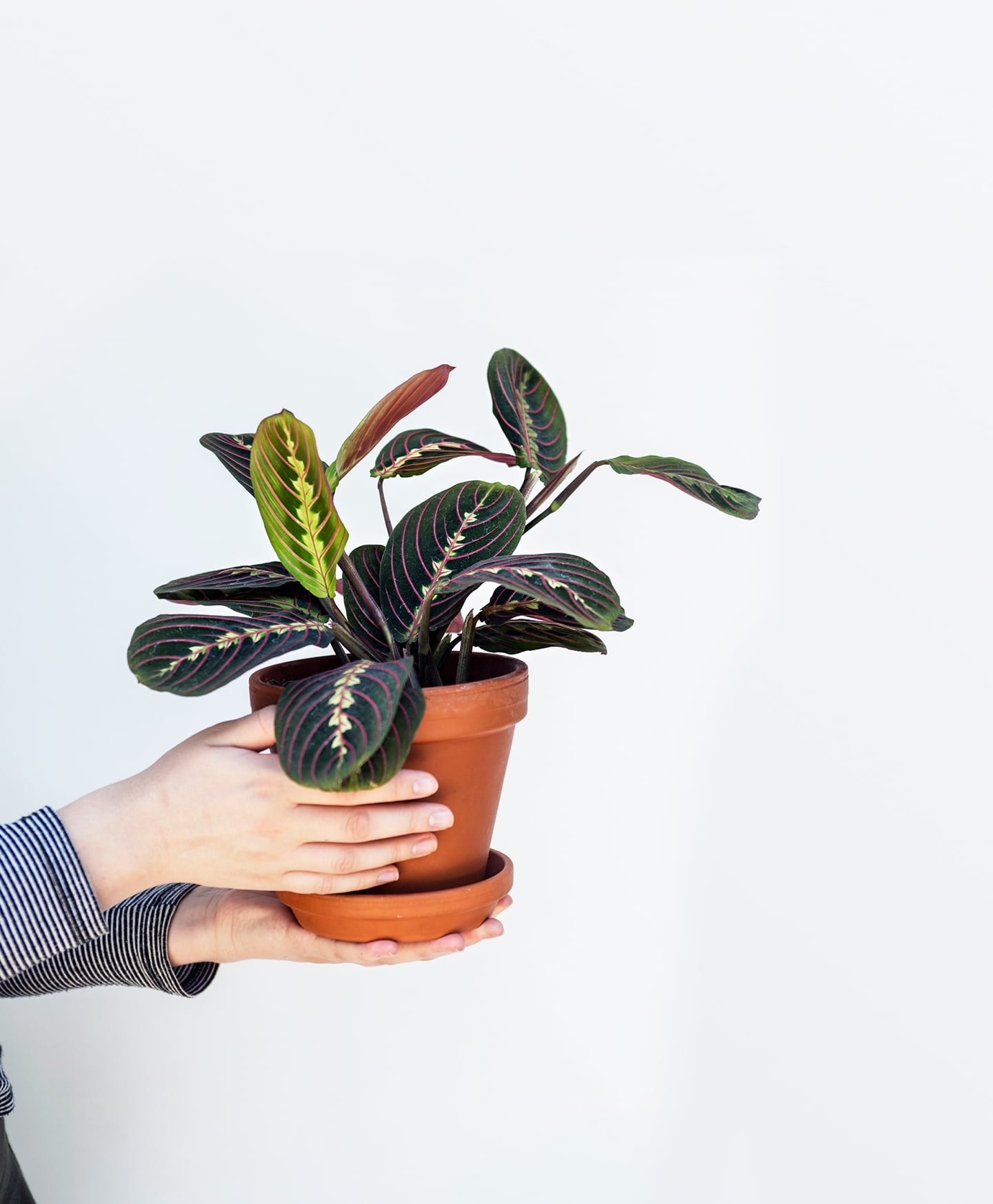 18 Of The Best Places To Buy Houseplants Online
