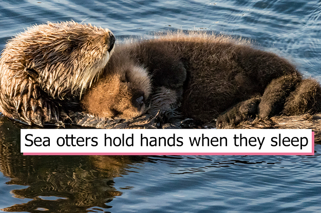 19 Adorable Animal Facts That Will Make Your Day Better