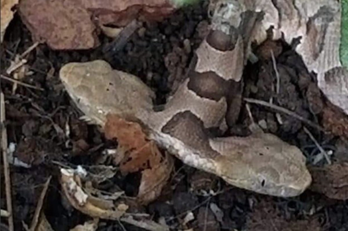 閲覧注意 頭が2つのヘビがアメリカで発見される