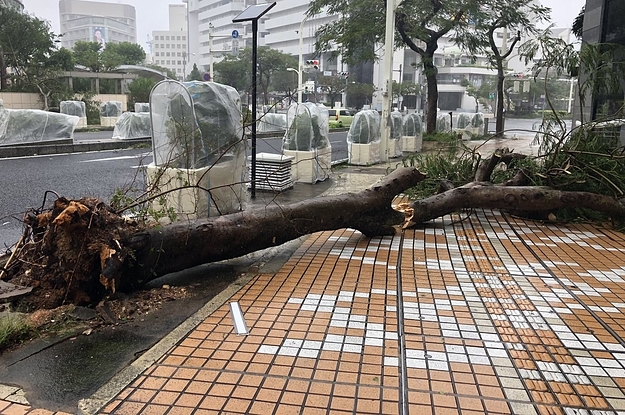 台湾人の ビキニ ハイカー 登山中に落下し死亡