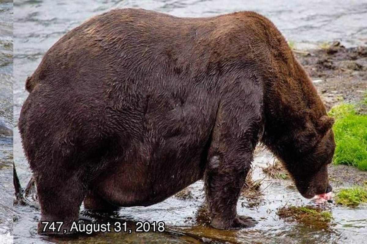 クマは生き抜くために食べている 彼らが毎年 最も太ったクマを決める理由