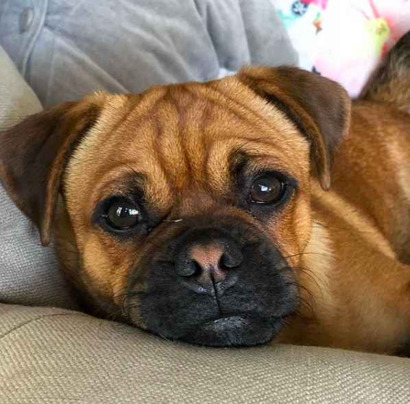 pug mix puppies