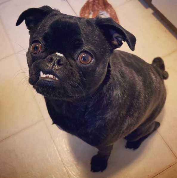 half pug half chihuahua