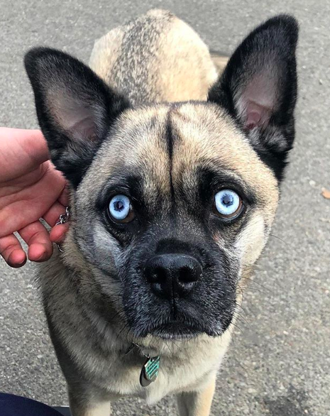 pugs mixed with other breeds