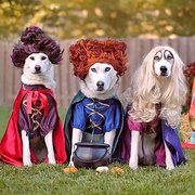 Choose Your Favorite Dog Costumes And We'll Tell You Which Classic ...