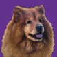 Buzzdogs's avatar