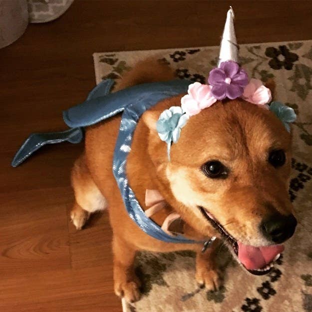 37 Halloween Dogs Who Are V Goob But Also V Spoopy