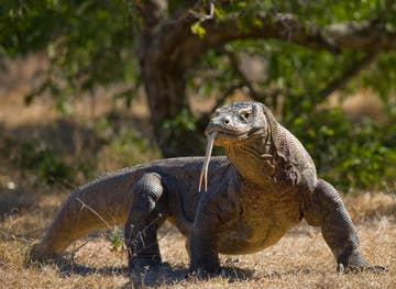 Komodo Dragon Penis