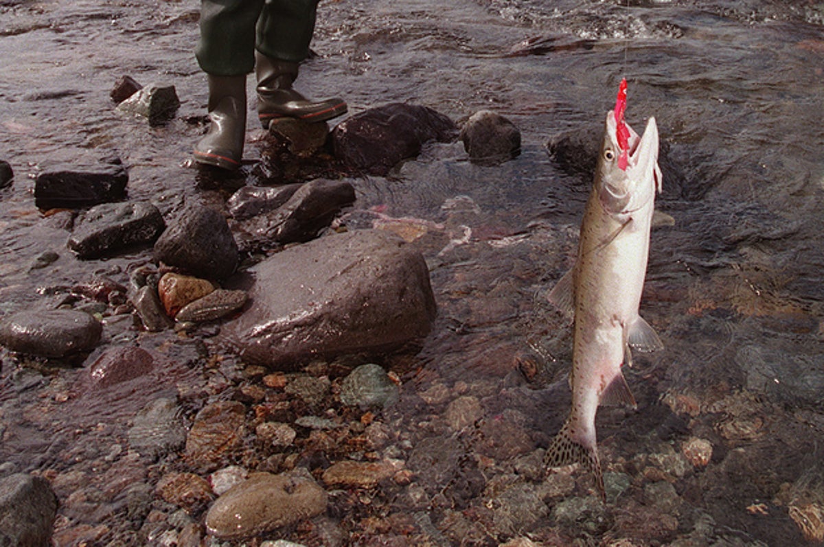 北海道民は釣ったサケをバットでシメるらしい 真相を確かめた