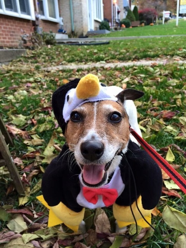 37 Halloween Dogs Who Are V Goob But Also V Spoopy