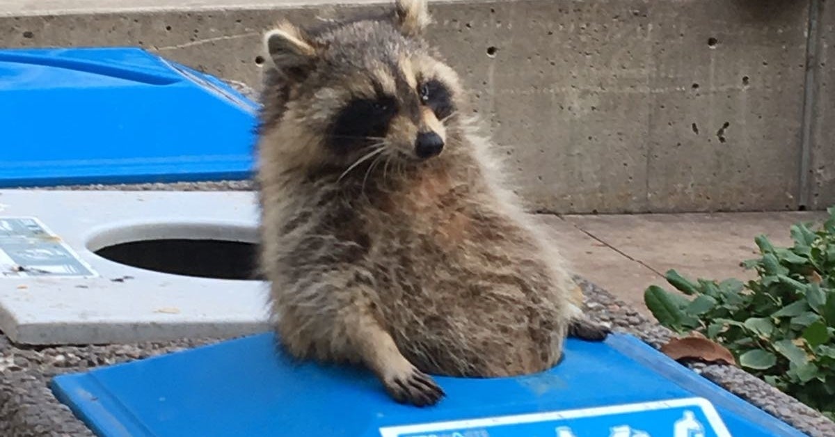 19 Trash Pandas Guaranteed To Brighten Your Day