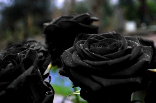 夏に咲く「奇跡の黒バラ」 話題の画像に世界が釣られた！